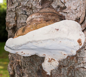 Ganoderma species on Horse Chestnut.  The Knoll, Hayes, 26 September 2014.