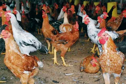 Cara Ternak Ayam Jawa Super ( Joper ) Pedaging