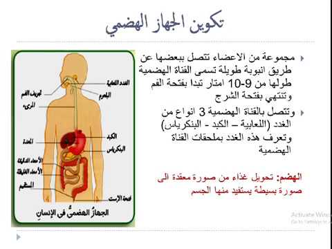 مذكرة علوم للصف الرابع الإبتدائي الترم الأول لعام 2024