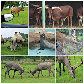 camel, sealion, zoo