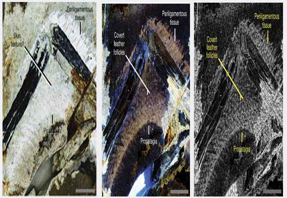 hasil scan laser pada kulit burung dinosaurus