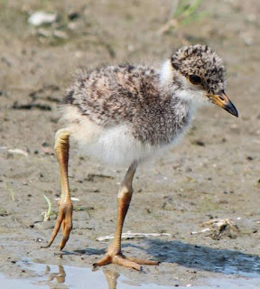 Vanellus cinereus