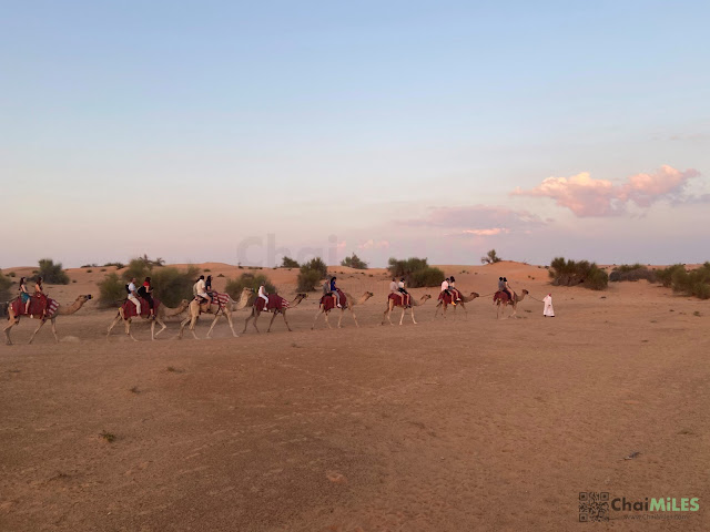 Camel Trekking - Al Maha, a Luxury Collection Desert Resort and Spa Dubai