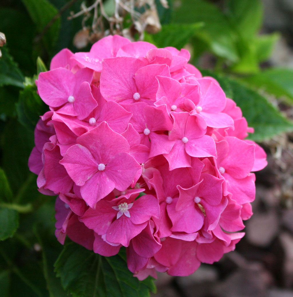  hydrangea flowers blooming in Louisville, Kentucky, USA June 2013