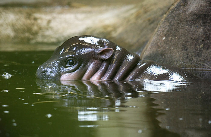 23 Adorable Baby Hippos That Will Make Your Day