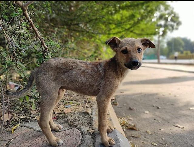 Poco X2 Mobile sample pic of Street dog.