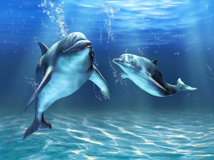  Cara Menakjubkan Lumba-lumba Melihat di Kegelapan Laut