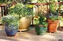 healthy plants in pots