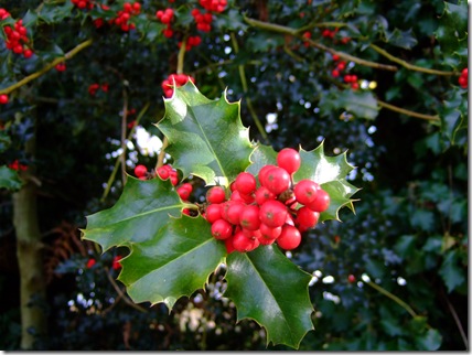 DSCF2771