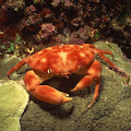 Red Crab at Rock Sea Animal Wallpaper