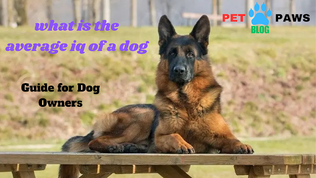 what is the average iq of a dog