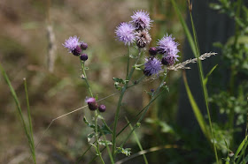 Canada thistle in bloom