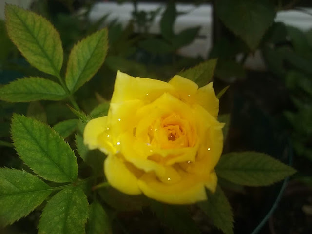  A Rosa amarela está associada à...Esta é a linda rosa amarela que enfeita meu cantinho verde