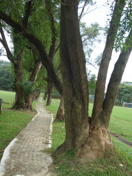 Bangsa Agong: pokok tembusu