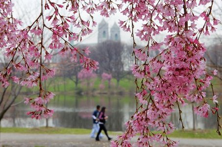 cherry blossom. cherry blossom