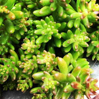 Sedum - A large genus of succulent plants.