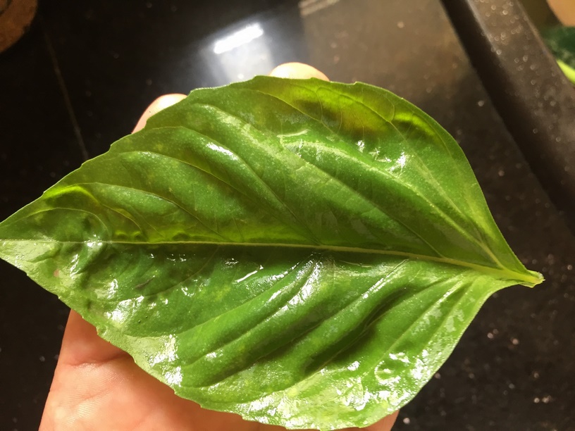 Basil leaves are large