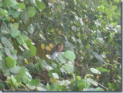 Noah in mangroves, Maho Bay