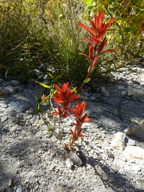 32: bright red bracts