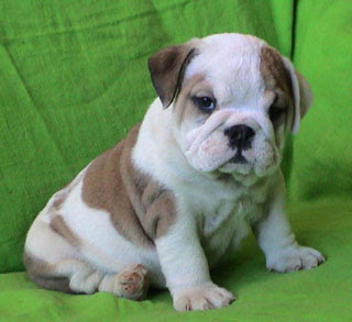 Bulldog Picture