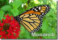 Monarch butterfly