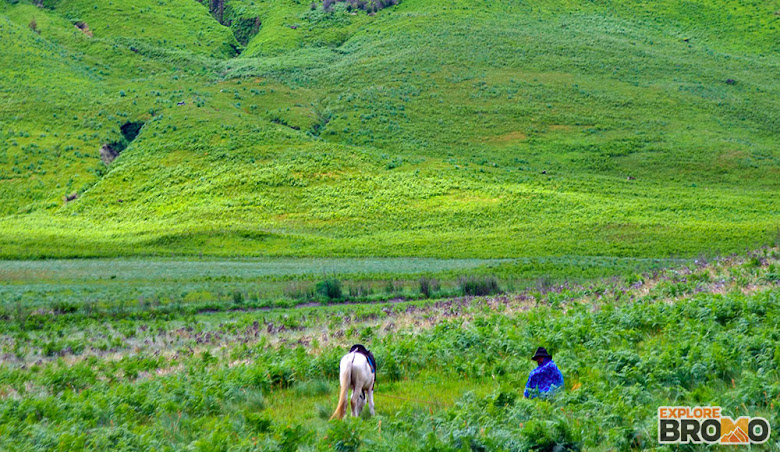 kuda dan tengger bromo