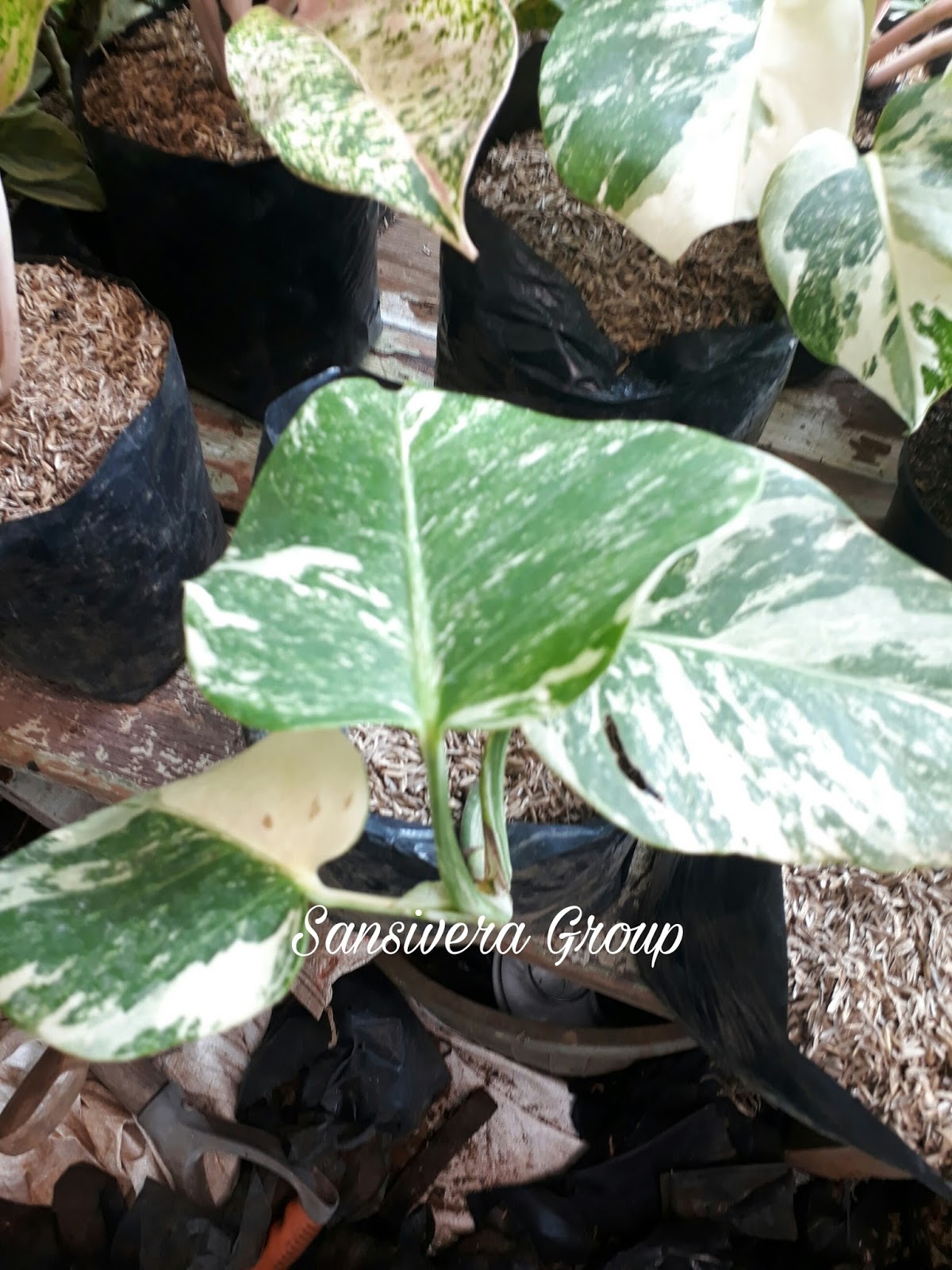 Jual Tanaman Monstera Deliciosa Variegata Harga Murah ...