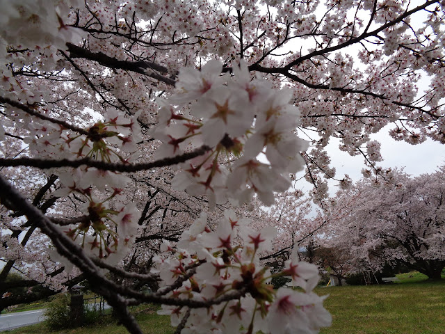 藍野公民館の隣の桜公園のソメイヨシノ桜