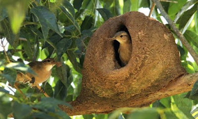 FLORESTA EM QUE HÁ UM NINHO DO NUMA ÁRVORE E O PÁSSARO JOÃO DE BARRO.