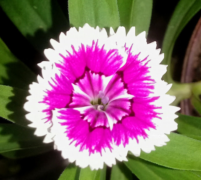 A Linda Cravina (Dianthus chinensis)  Parece pintada a Pincel