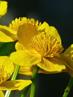 Caltha palustris - Marsh Marigold - Gewone dotterbloem - Hierba centella - Populage des marais - Sumpfdotterblume