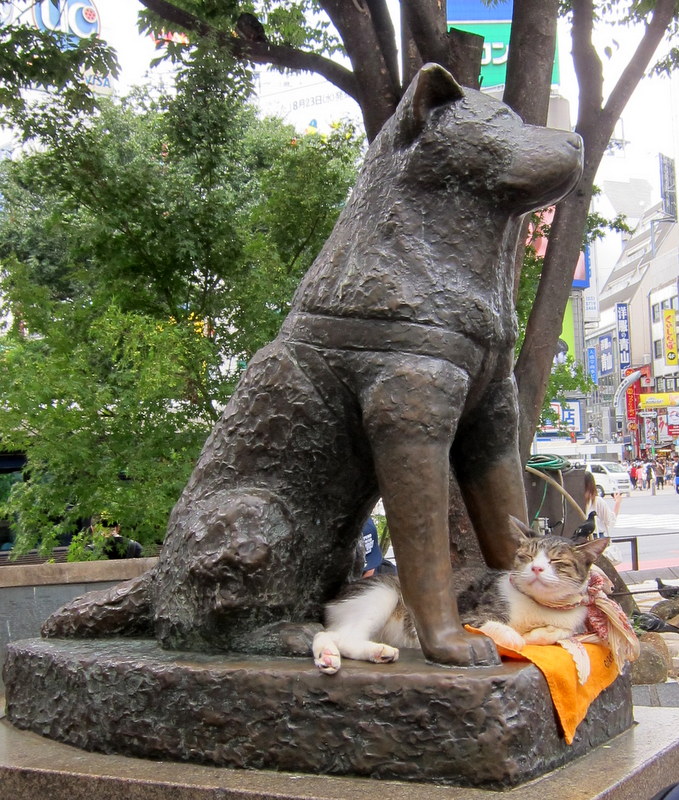 Ragdoll Cattery Fuzzjp ひよっこ と 女子会