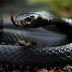 Snakes kill 250 in Plateau, Gombe