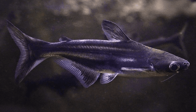 Pangasius Catfish