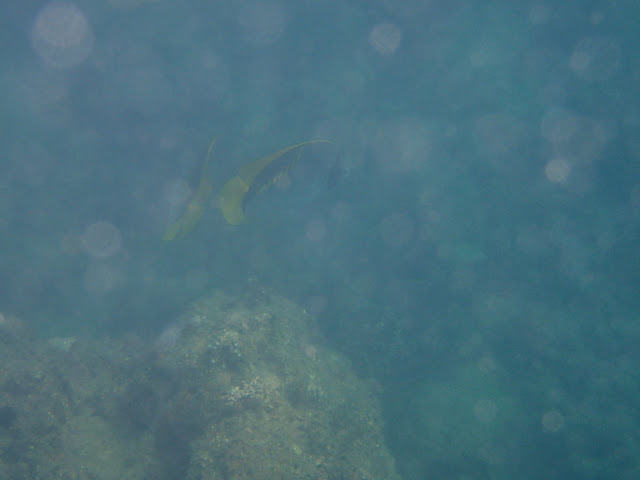 Chaetodon lineolatus