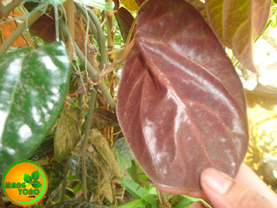  FOTO 2 : Permukaan daun sirih merah bagian bawah