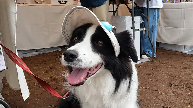 保護犬 ボーダーコリー トーマ ペテモフェス