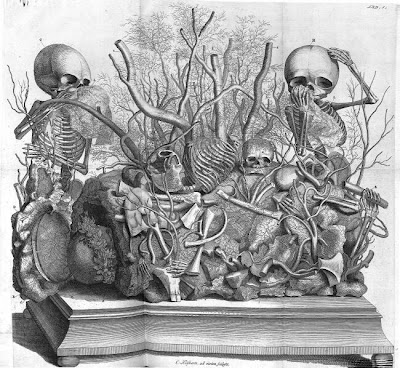 Cabinet of Curiosities - foetal skeletons