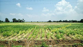 Kappagallu Ash mounds 