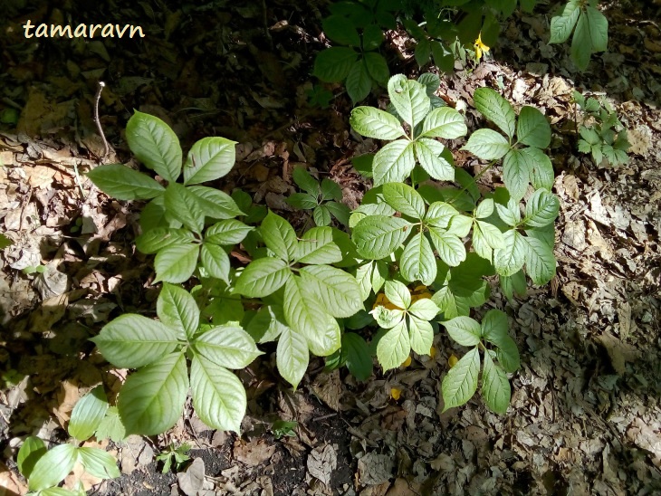 Элеутерококк колючий / Свободноягодник колючий (Eleutherococcus senticosus)