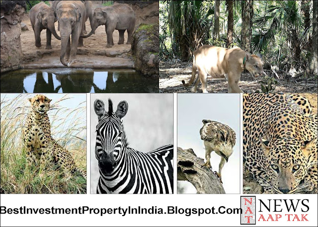 Lords Of The Wild An Exhibition On Diverse Wildlifehttps://bestinvestmentpropertyinindia.blogspot.com/