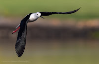 Canon EOS 7D Mark II Black Winged Stilt in Flight Woodbridge Island Vernon Chalmers Photography