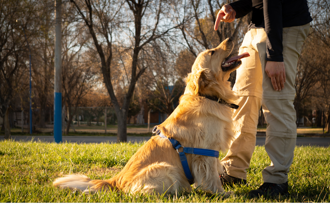What Are The 5 Golden Rules Of Dog Training?