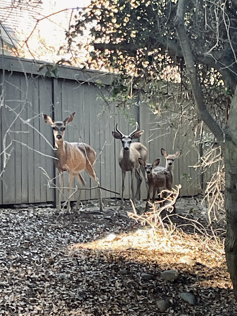Family of deer