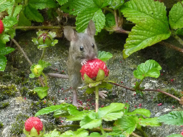 Muis staat op achterpoten om aardbei te eten