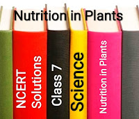 NCERT Solutions Class 7 Science Chapter 1 Nutrition in Plants :NCERT Solutions for Class 7 Science Chapter 1 with latest syllabus of CBSE Class 7 Science for Class 7 examinations.   The NCERT solutions provided here help you to fully understand the issue. Solutions have been developed by our panel of experts to help you deeply understand the subject of plant nutrition. These solved solutions help you get good marks and help you remember the subject for a long time.