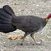  The Australian brushturkey