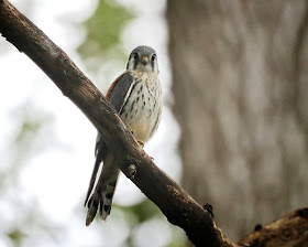 Immature male kestrel.