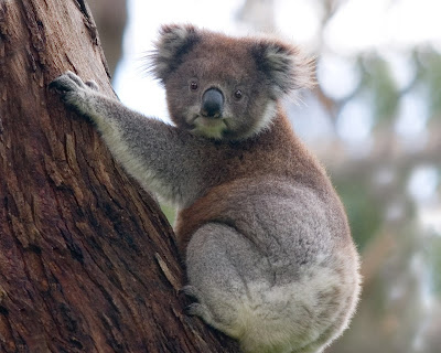 Koala Bear