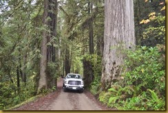 Redwoods TRK 1a